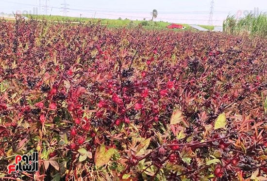 الكركدية-منور-مزارع-جنوب-الأقصر-قبل-بدء-الحصاد