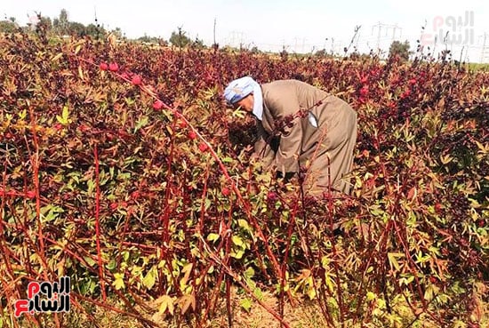 أصحاب-المزارع-خلال-موسم-حصاد-الكركدية-بالأقصر