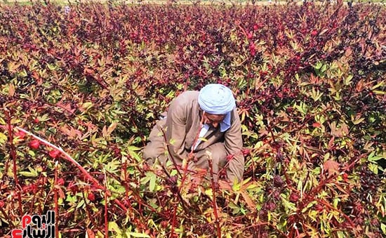 العمل-فى-مزارع-الأقصر-بموسم-حصاد-الكركدية