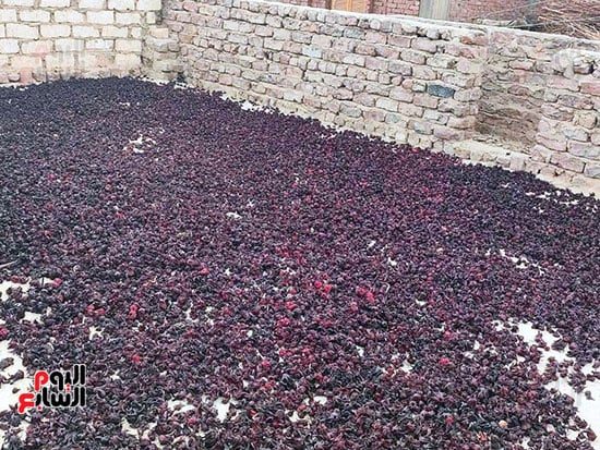 نشر-كميات-الكركدية-فى-الهواء-قبل-بيعه-فى-الأسواق