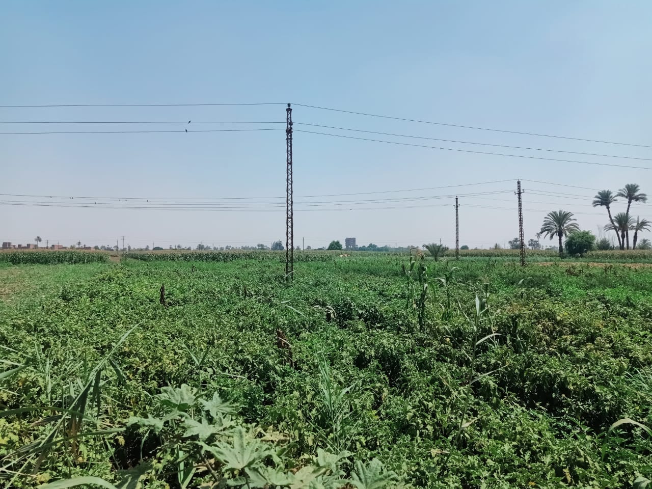 زراعات البابونج 