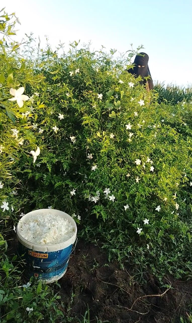 الياسمين يزين زراعات العربية 