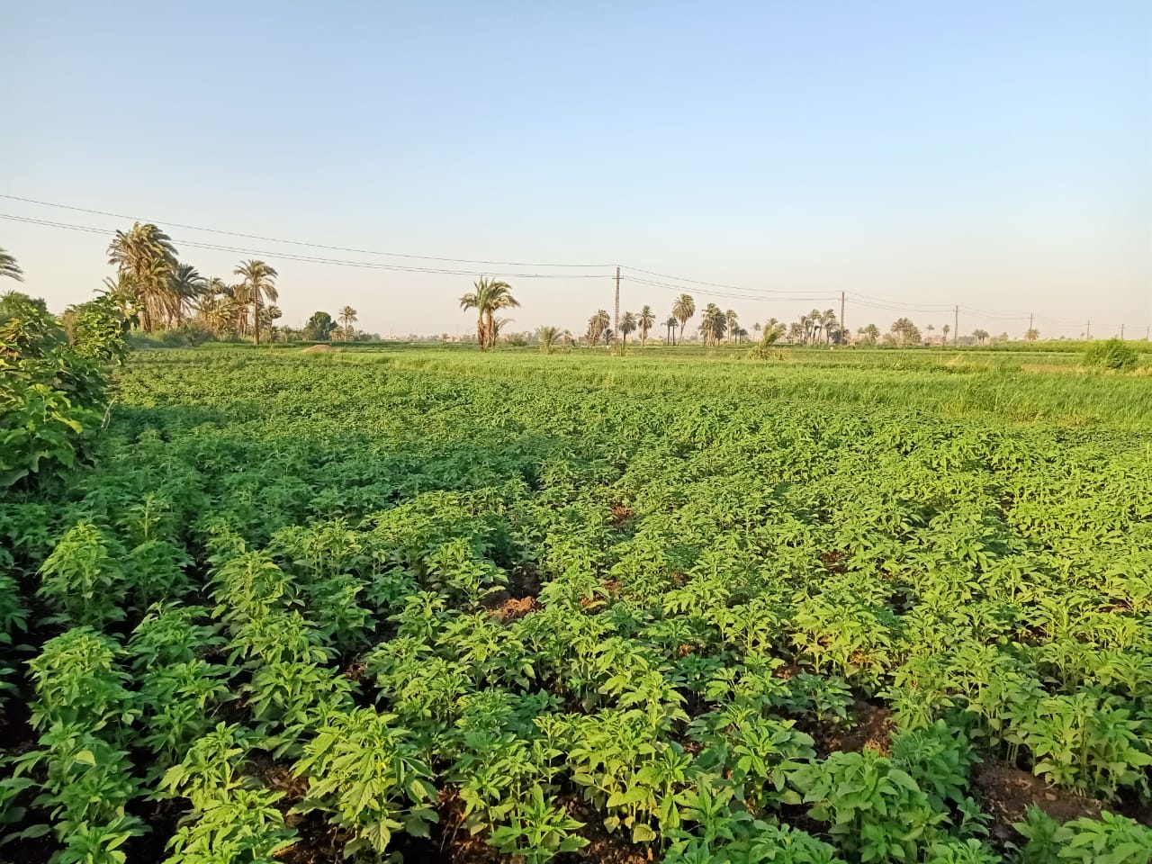 مزارع بني سويف