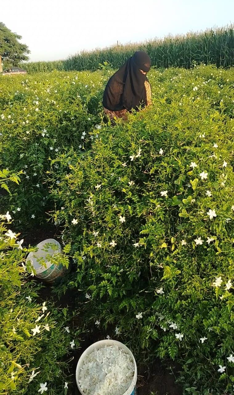 زراعات الياسمين _1