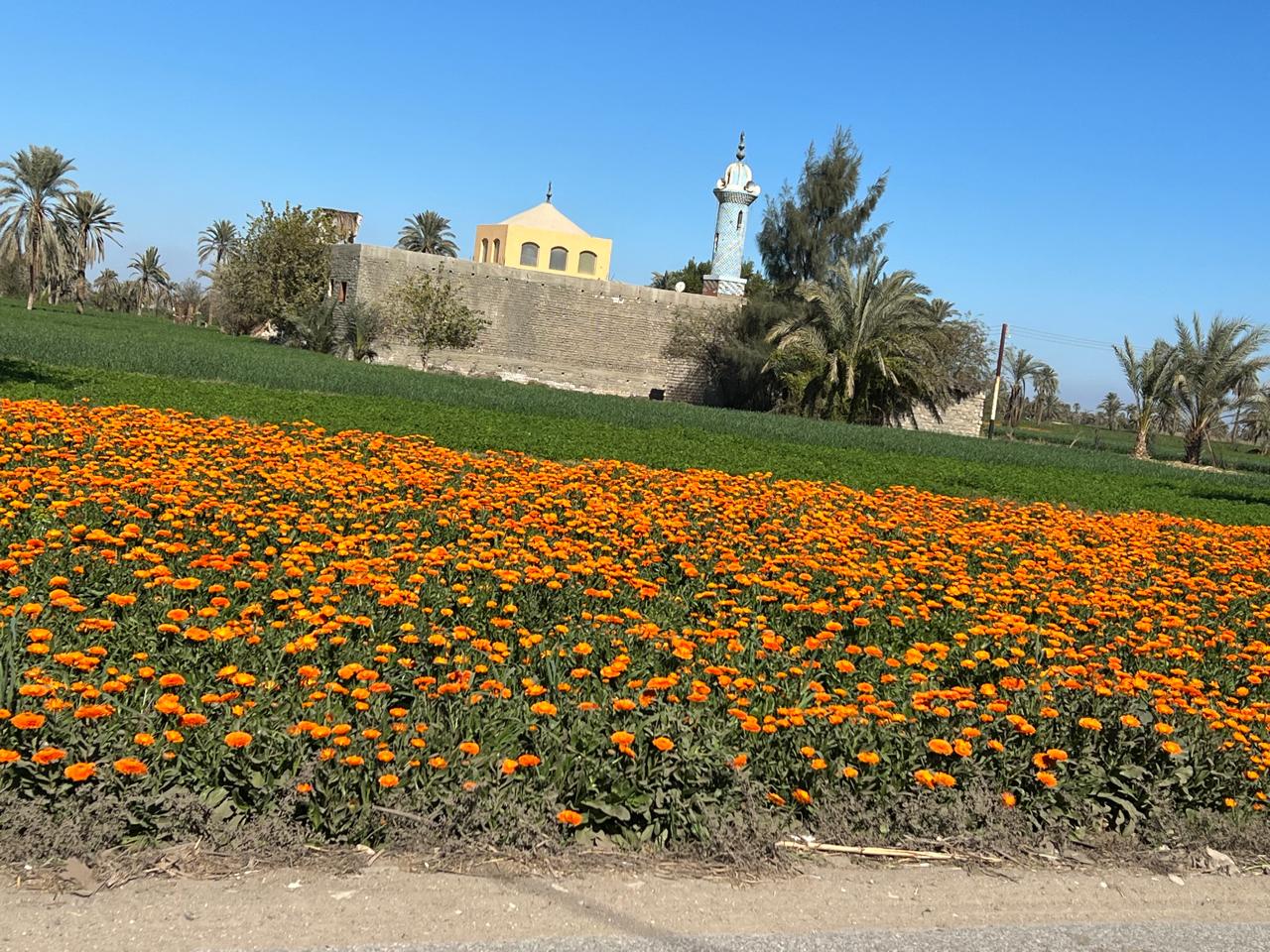 مساحات واسعة بالفيوم 