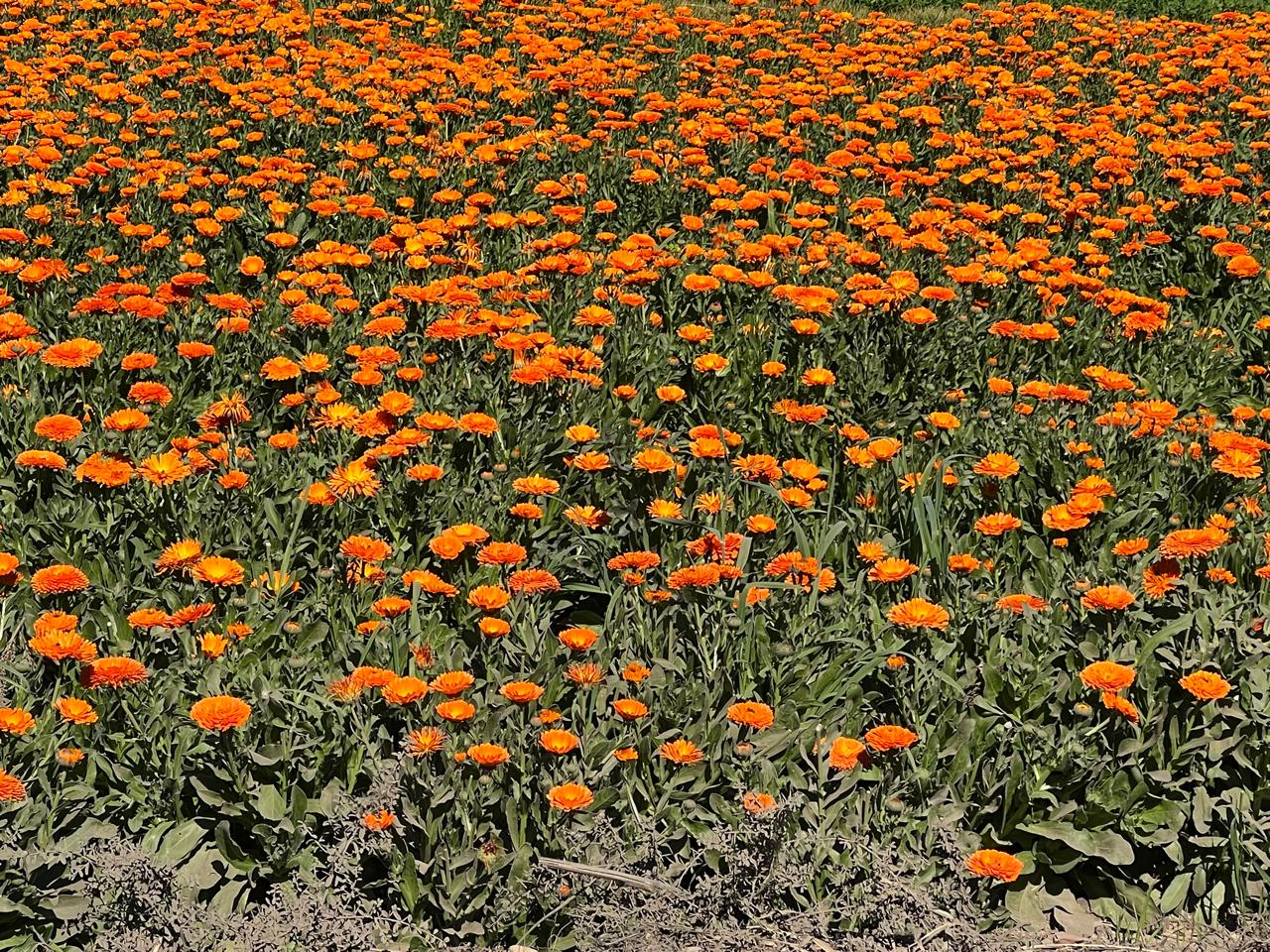 زراعات الفيوم 