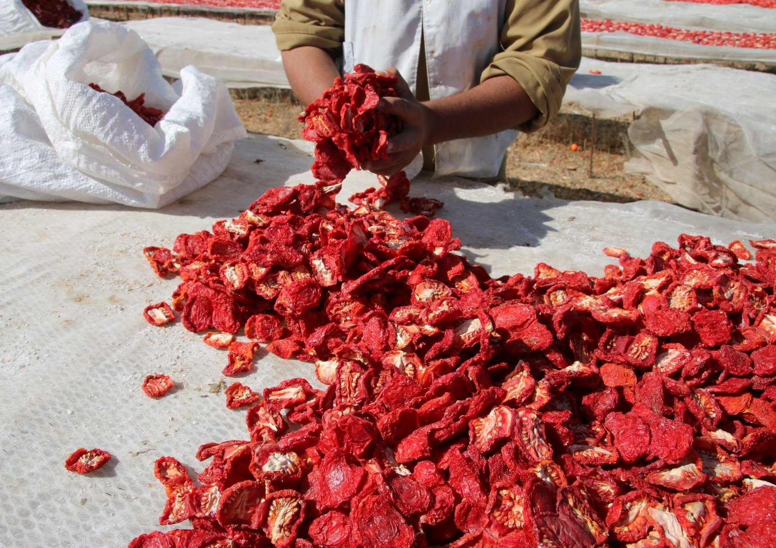 الاقصر تصدر لأوروبا 