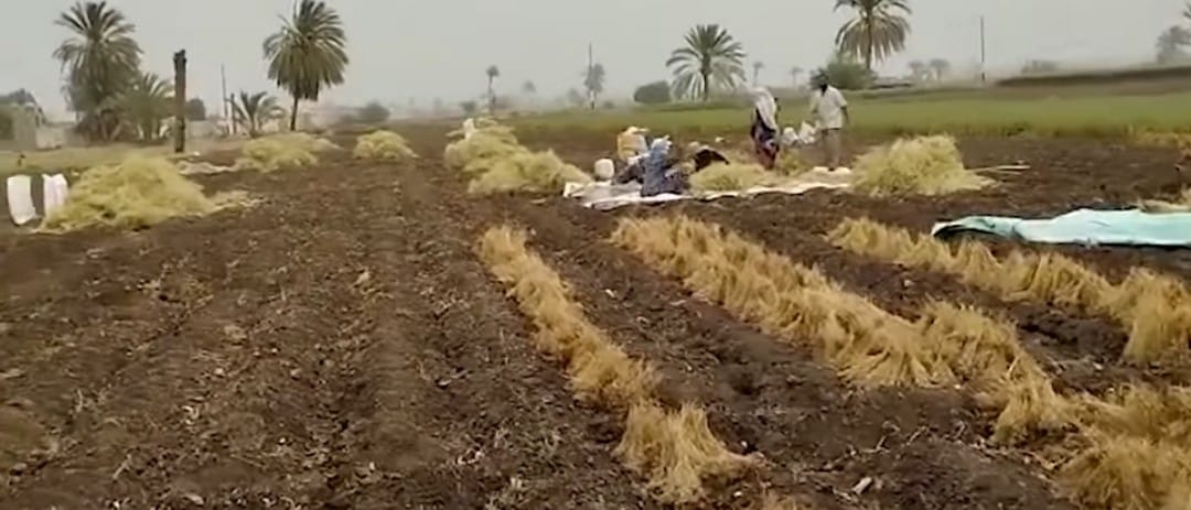 زراعات الكمون بالمنيا 