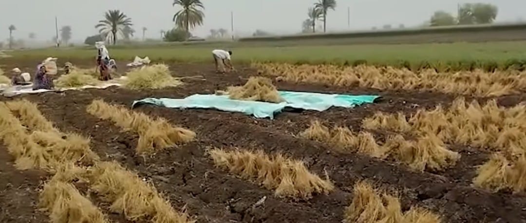 جانب من الكمون 