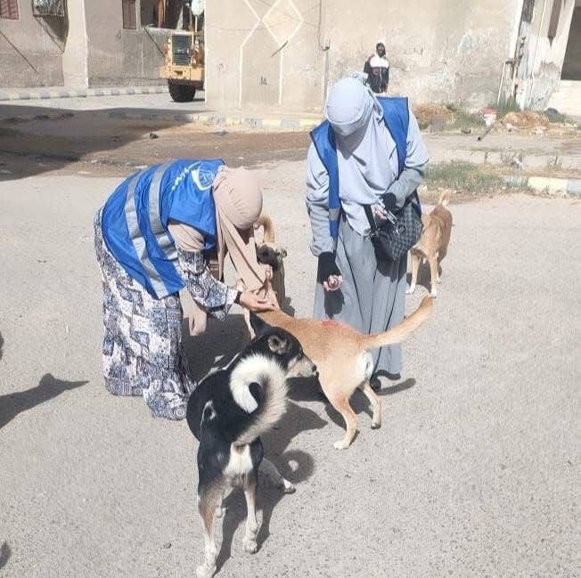 الفرق البيطرية خلال تطعيم الكلاب ضد السعار