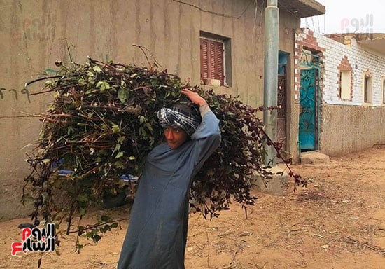 العمل-بموسم-حصاد-وتفصيص-أعواد-الكركدية-قبل-طرحه-في-الأسواق