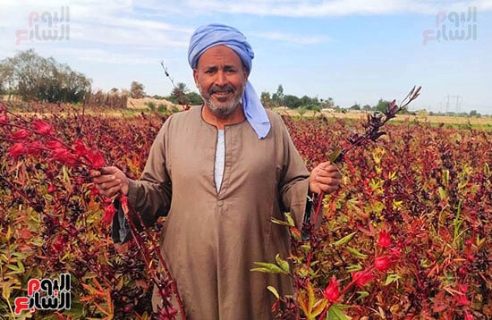 فرحة-مزارع-بموسم-حصاد-الكركدية-فى-الأقصر