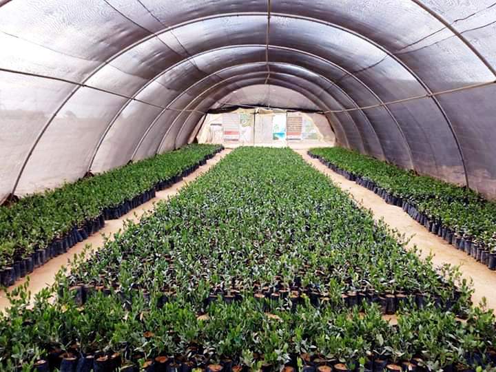 شتلات الجوجوبا 