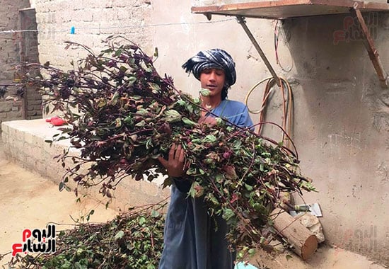 أحد-الشباب-خلال-نقل-كميات-الكركدية-لمرحلة-التفصيص