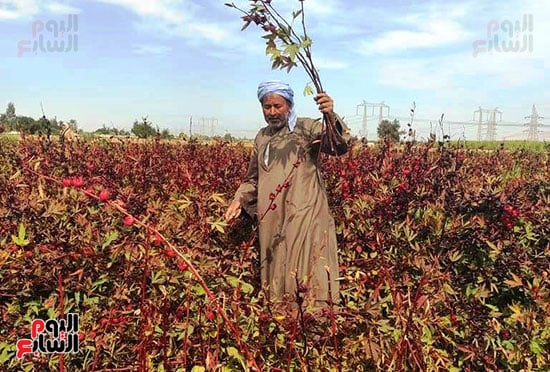 سعادة-أصحاب-المزارع-ببداية-موسم-حصاد-الكركدية
