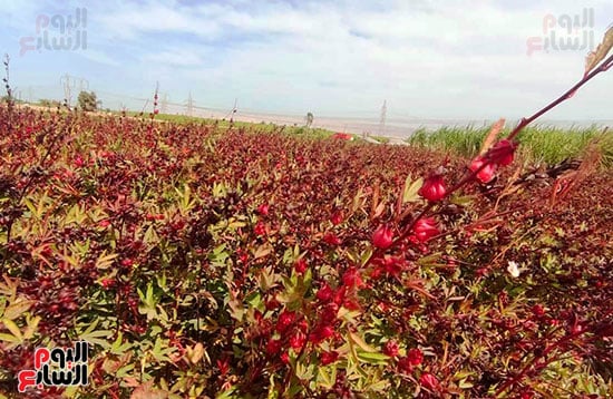 سحر-وجمال-موسم-حصاد-الكركدية-فى-الأقصر