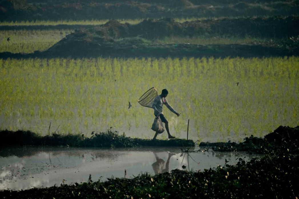 صيد جماعي في قرية صيد هندية بمناسبة نهاية موسم الحصاد (1)