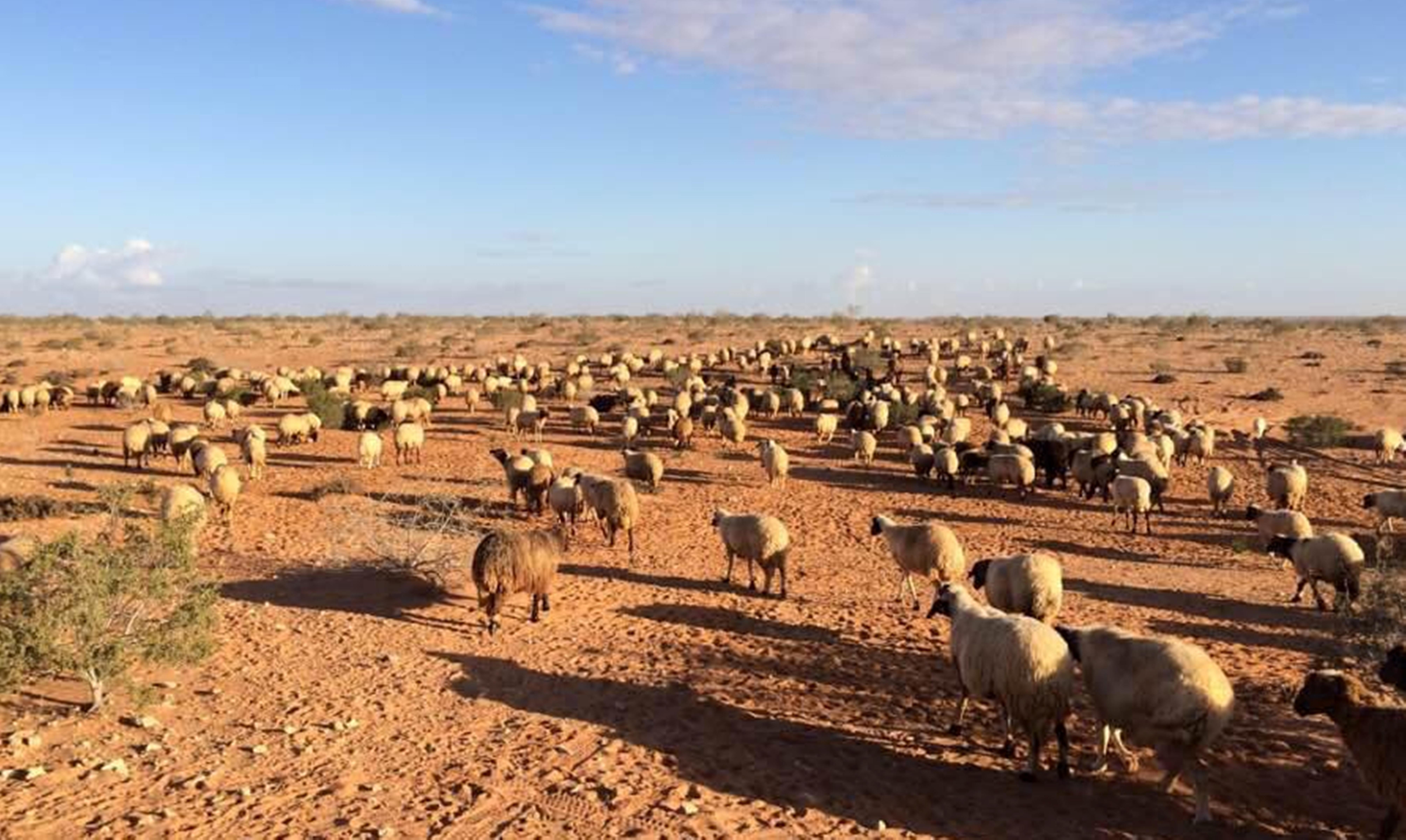 اغنام البرقي - مطروح
