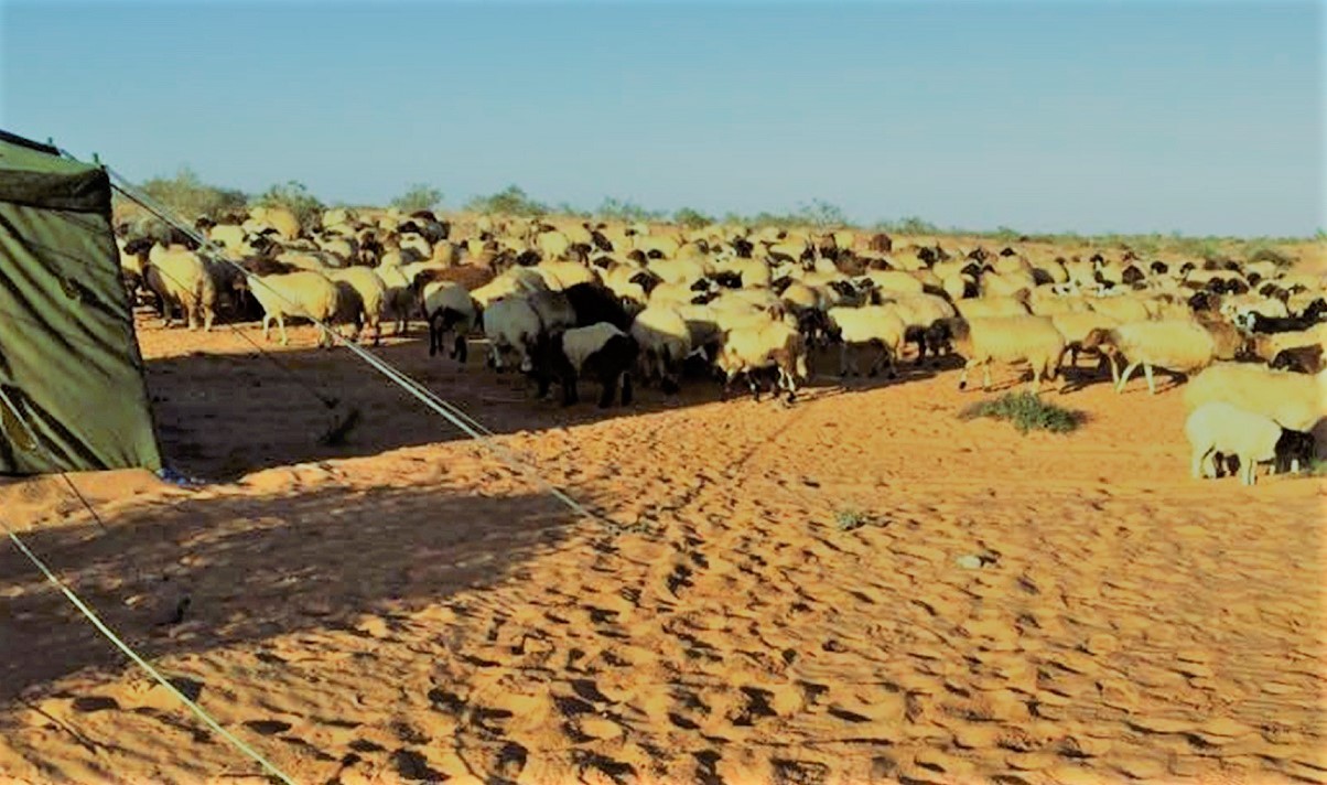 محافظة مطروح تشتهر بتربية اغنام البرقي