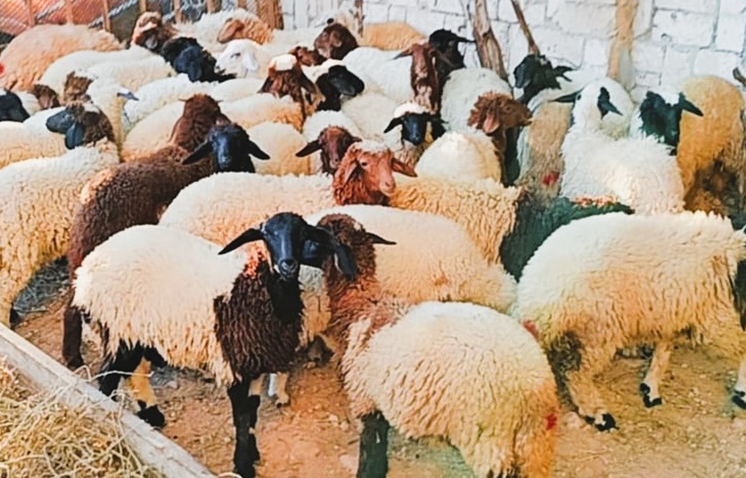 انتشار سلالة اغنام البرقي في مطروح