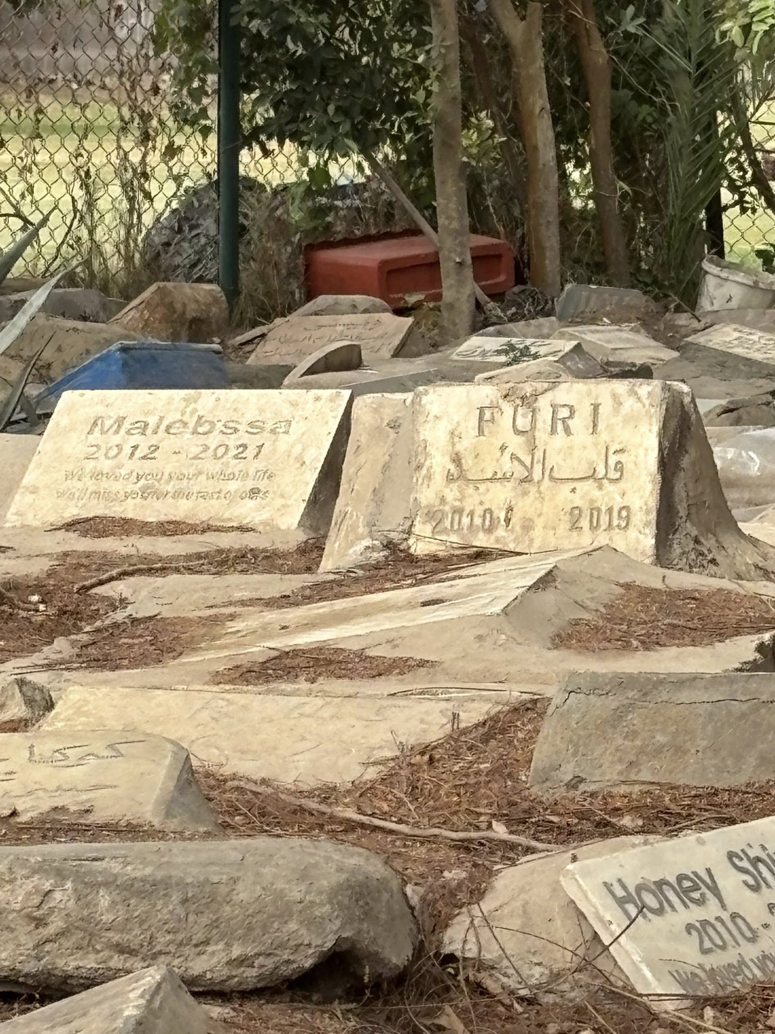 مقابر الحيوانات في الجزيرة