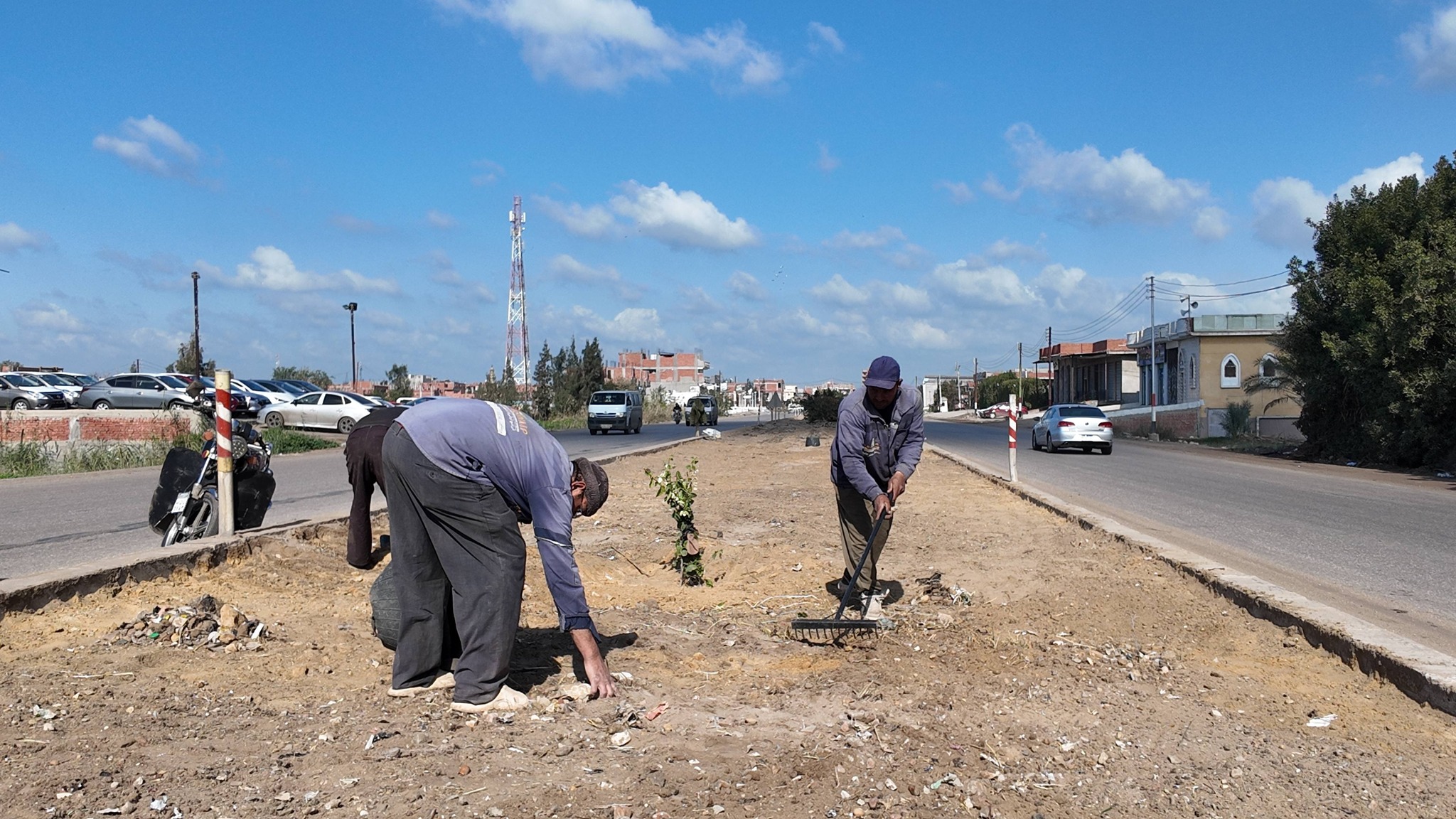 زراعة الأشجار بمدخل كفر الشيخ
