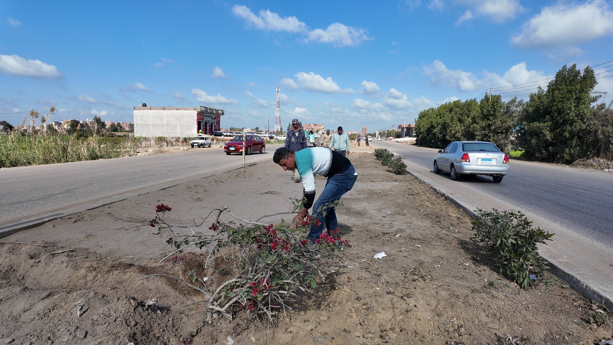 جانب من زراعة الاشجار