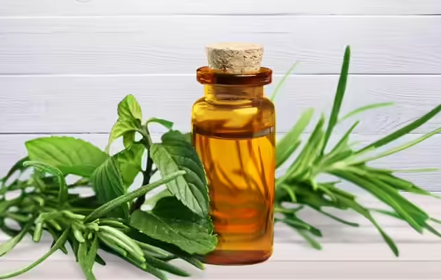 زيت شجرة الشاى زيت شجرة الشاى