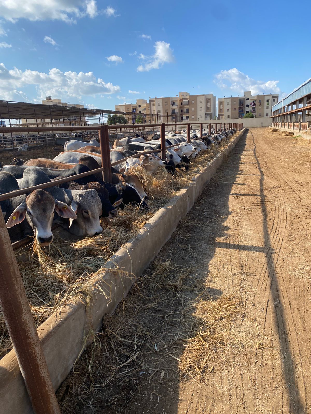 المواشي في المحطة