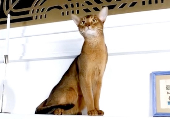 الفائز بلقب أجمل قط