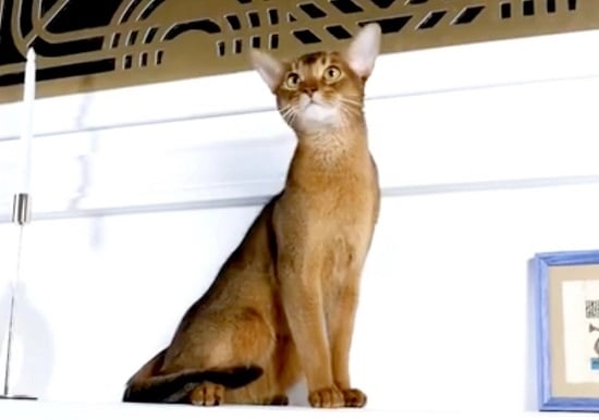 الفائز بلقب أجمل قط