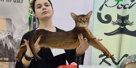 القط الحبشى