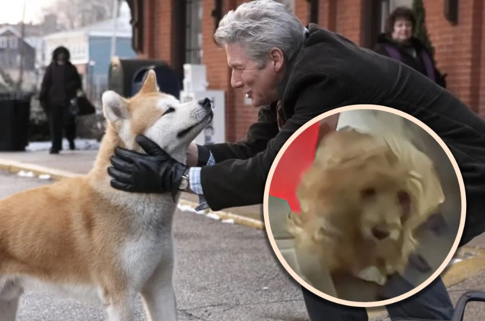 كلب ينتظر صاحبه دون علم بوفاته