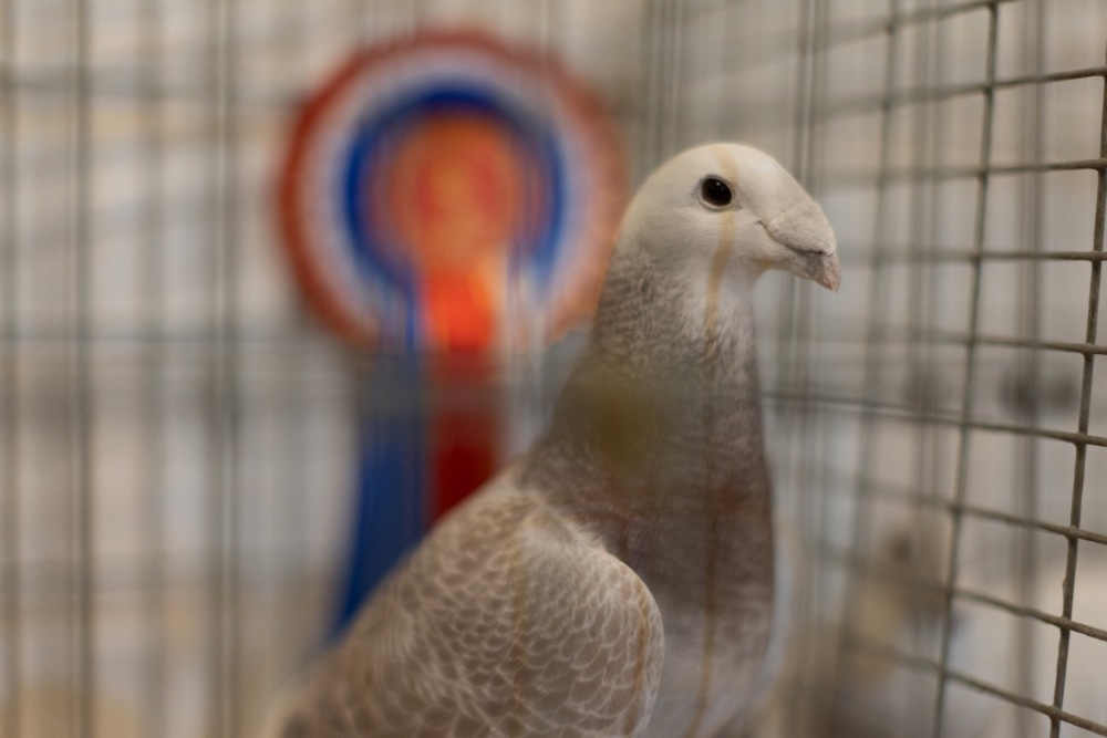 معرض الطيور فى بريطانيا (11)