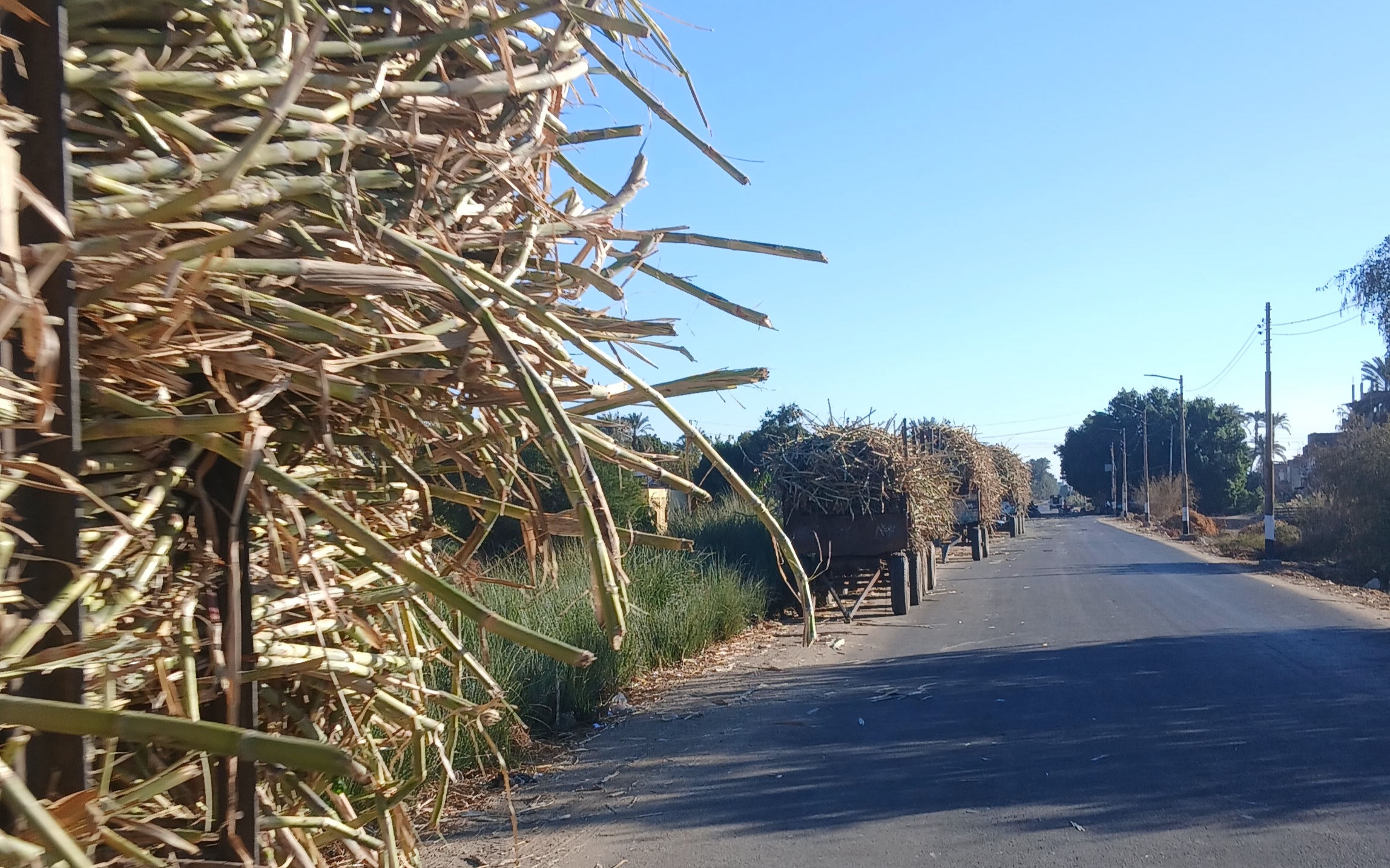 _جرارات قصب على الطريق الزراعي 