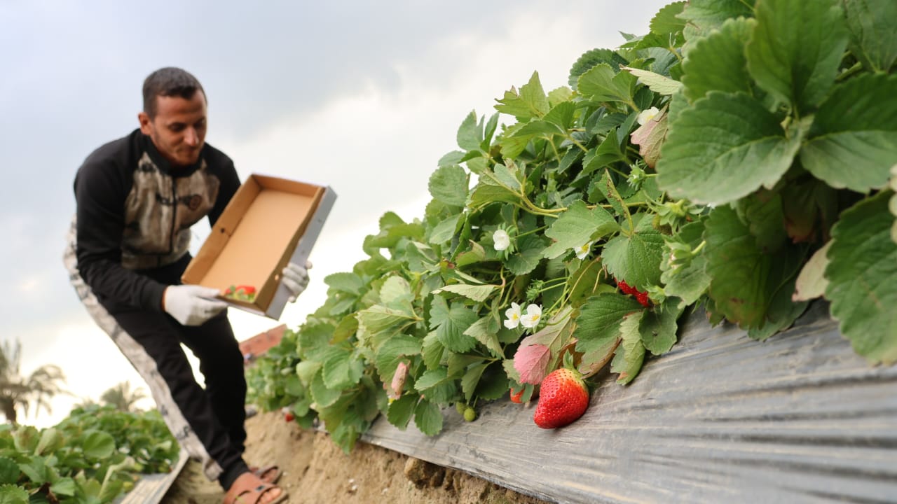 محصول الفراولة 