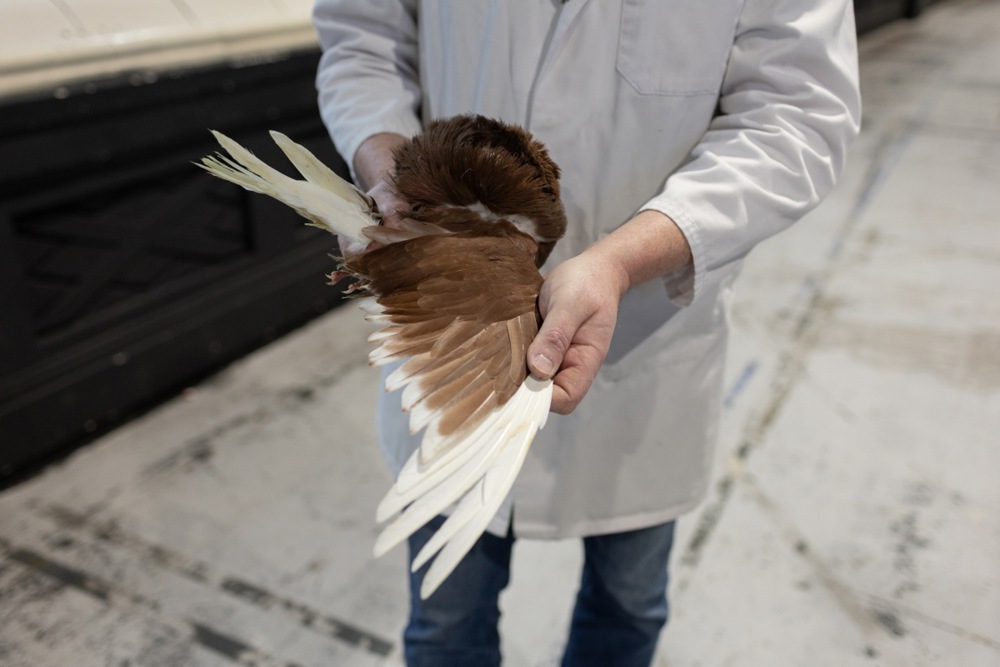 معرض الطيور فى بريطانيا (9)