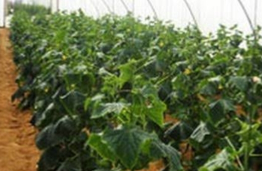 خيار داخل الصوب البلاستيكية 