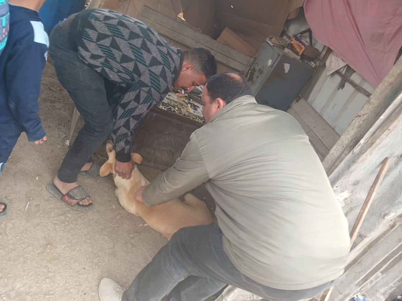 تحصين الكلاب الحرة ضد مرض السعار