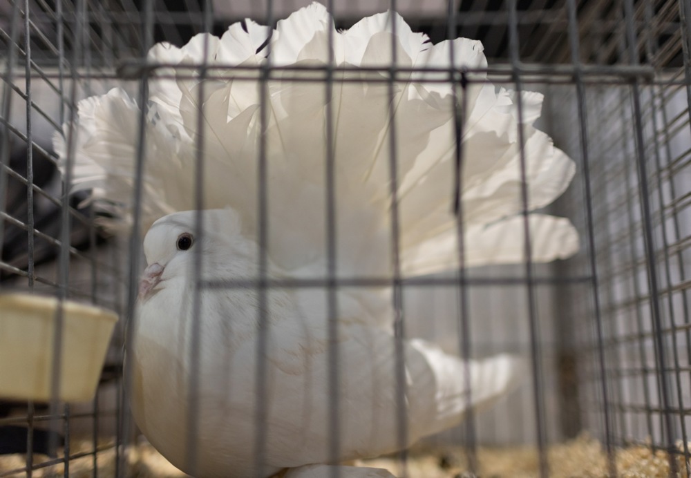 معرض الطيور فى بريطانيا (5)