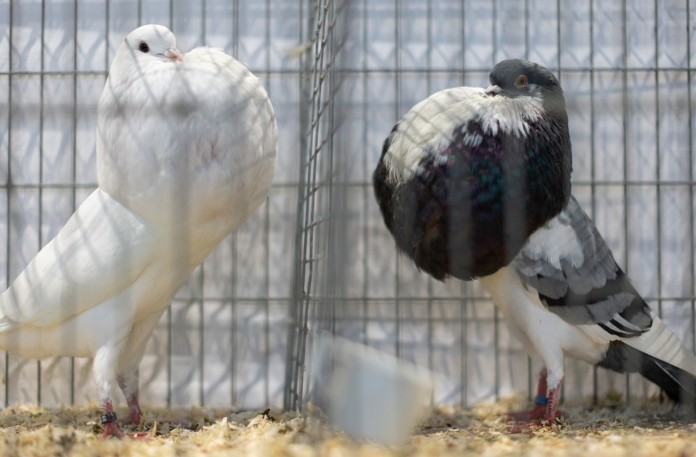 معرض الطيور فى بريطانيا (3)