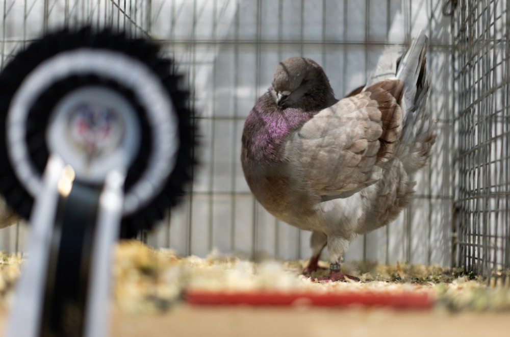 معرض الطيور فى بريطانيا (4)