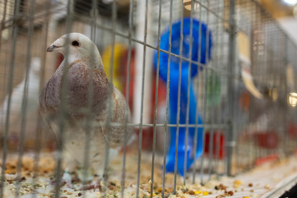 معرض الطيور فى بريطانيا (10)