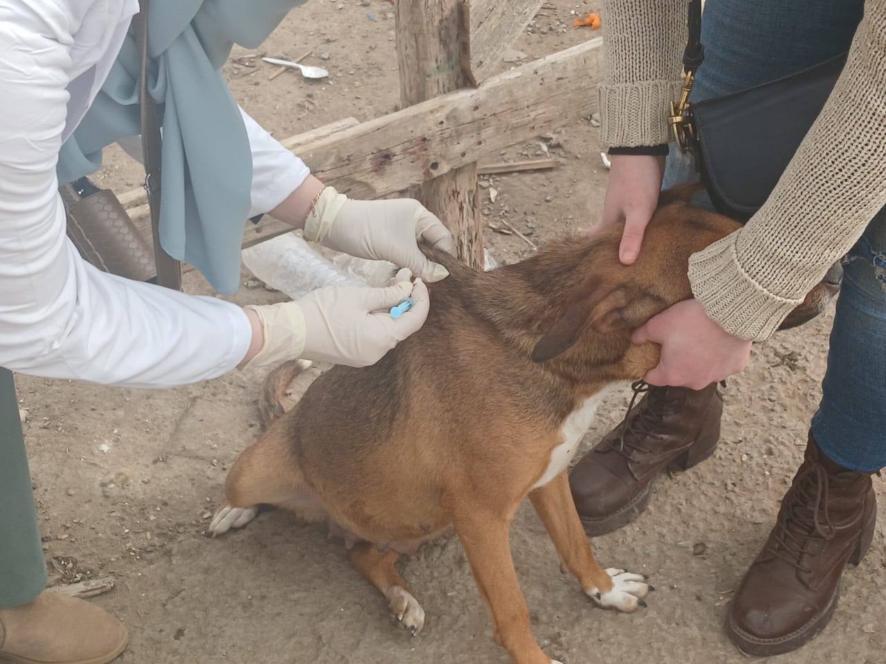 جانب من تحصين كلب من السعار