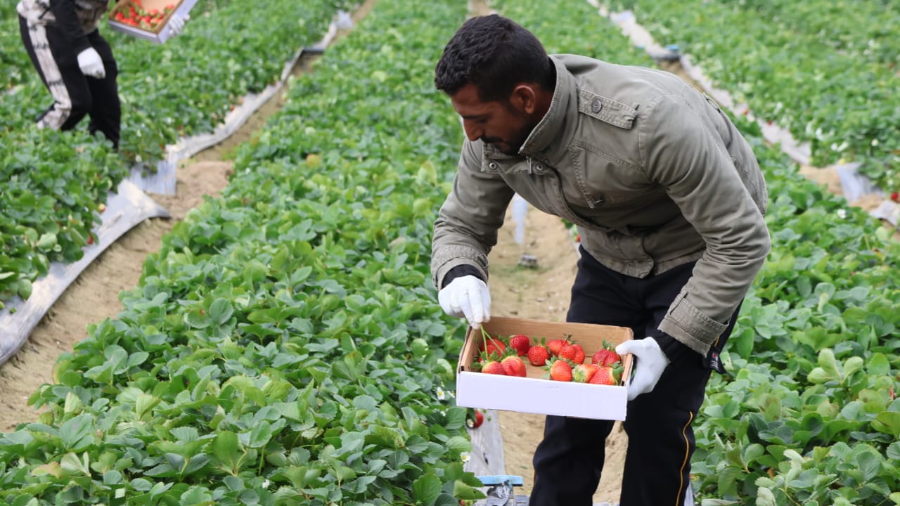 انتاج محصول الفراولة