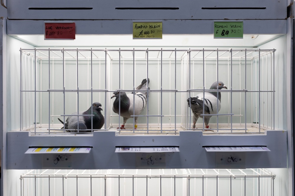 معرض الطيور فى بريطانيا (2)