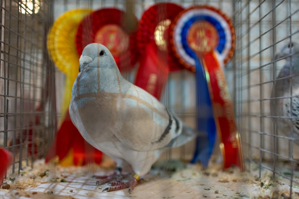 معرض الطيور فى بريطانيا (12)