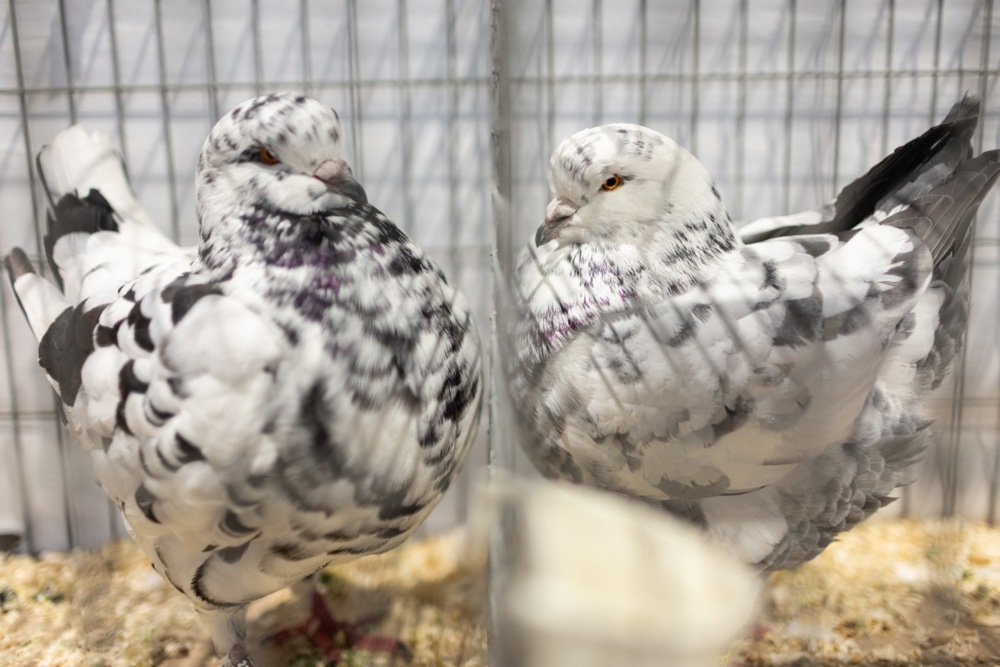 معرض الطيور فى بريطانيا (6)