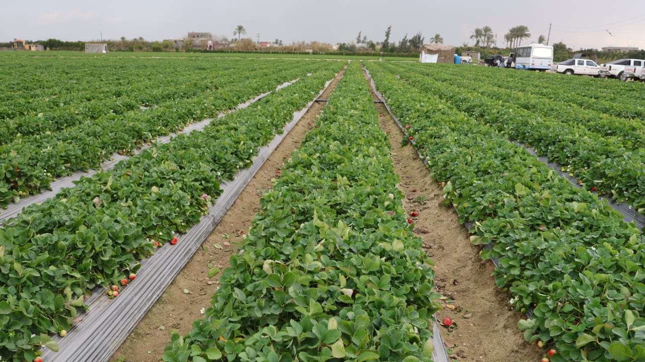 مزارع انتاج محصول الفراولة