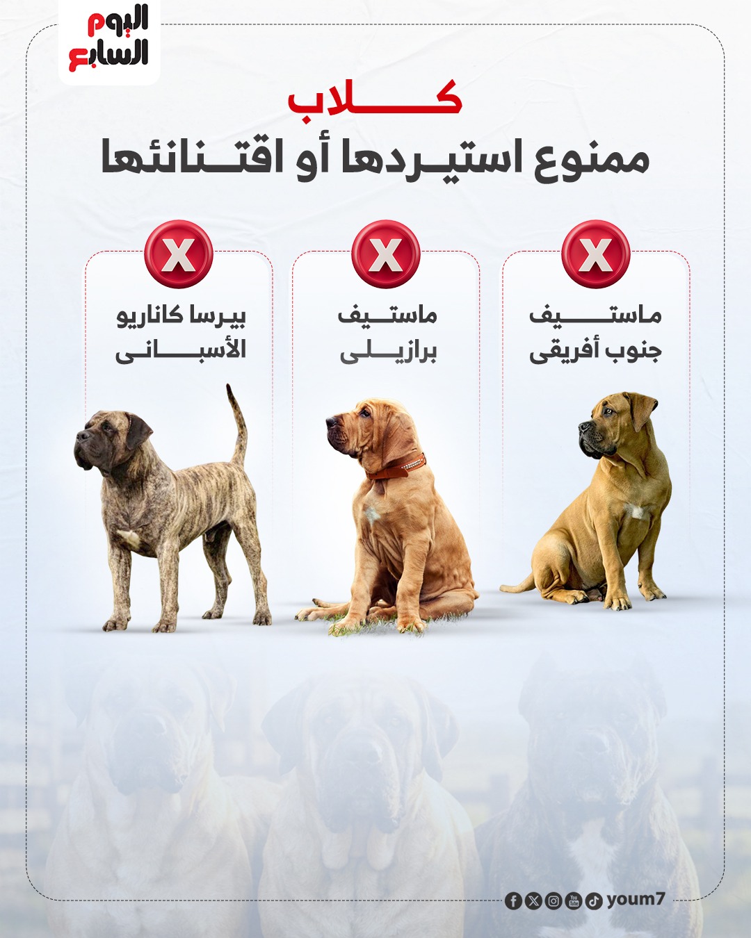 الكلاب الضالة (2)